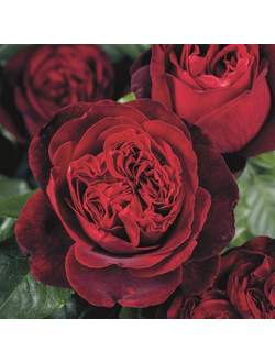 Адмирал (Admiral)