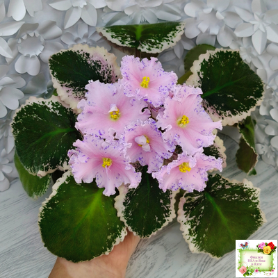 НД-Хоровод  (Н.Данилова-Суворова) 2021 г.