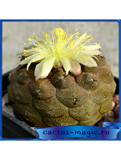 Copiapoa hypogaea cv. Lizard Skin