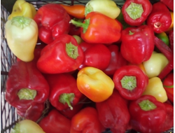 Перец сладкий Шорокшары