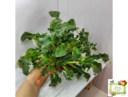 Senk's Try the Decaf (R. Follett/D. Senk) (9872) 01/30/2008 трейлер