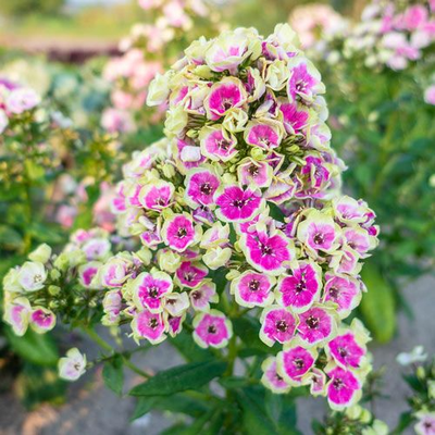 Флокс Орхид Йеллоу (Orchid Yellow)