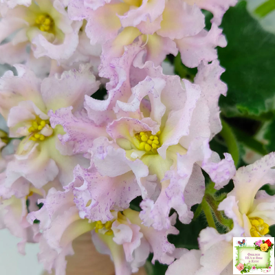 РМ-Солнечное Конфетти (Н. Скорнякова) 2022 г.