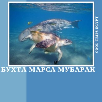МОРСКАЯ ЭКСКУРСИЯ &quot;БУХТА МАРСА МУБАРАК (MARSA MUBARAK)&quot; - СНОРКЛИНГ ТУР