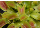 Dionaea muscipula Miniature Flower Giant