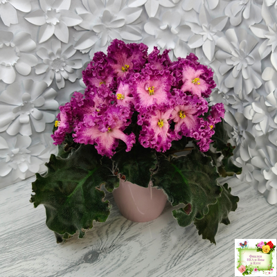 Nik-Любовный Напиток (Н. Булко) 2023 г.