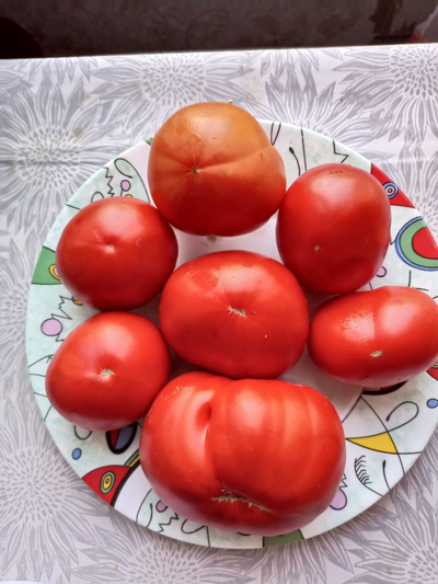 Томат Польская гордость Марджа (Marge’s Polish Pride) Канада