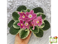 НД-Наталка-Полтавка (Н. Данилова-Суворова) 2018 г.