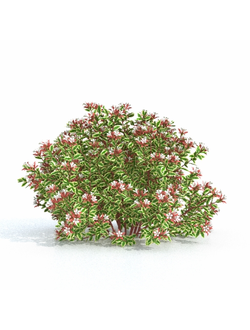 кусты Абелия крупноцветковая v02_a