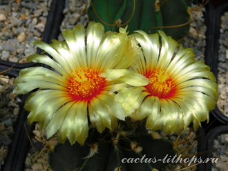 Astrophytum senile v.aureum - 5 семян