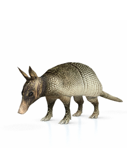 животные Броненосец