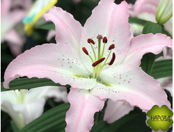 ЛИЛИЯ "МАРКО ПОЛО" ВОСТОЧКА (САЖЕНЦЫ С СЦВЕТАМИ ИЛИ ОТЦВЕТАЮТ)