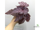 Бегония Tingley Mallet / Begonia incarnata var. purpurascens х Begonia Eldorado