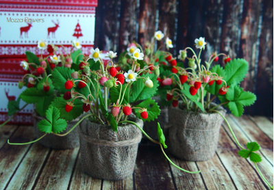 Лесная земляника из полимерной глины.