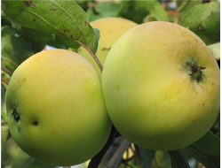 Россиянка (яблоня)