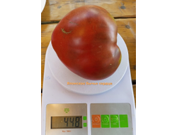 Томат Японское бычье сердце (Japanese Oxheart)