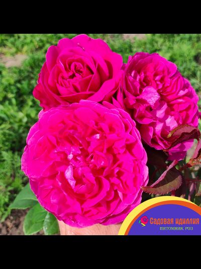 Джеймс Л.Остин (James L.Austin)