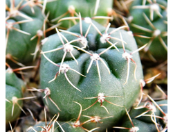 Gymnocalycium baldianum aff.VG 067 (D=15 мм)