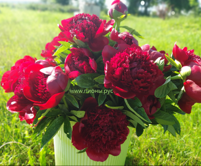 Пион Red Charm (Ред Чарм)