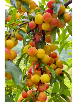 Абрикос  Чемпион севера