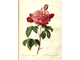 Роза крымская (Rosa gallica) лепестки, Крым (5 г) - 100% натуральное эфирное масло