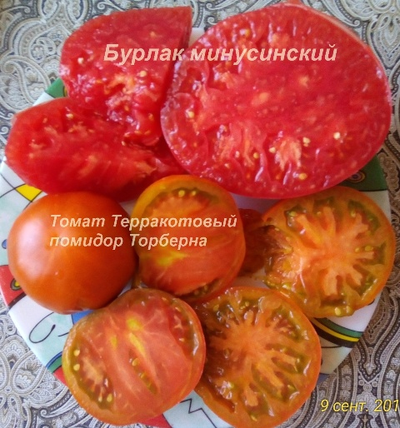 Томат Терракотовый Торбена (Thorburn's Terra Cotta Tomato)