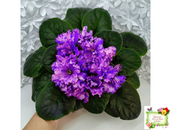 ВаТ-Инопланетянин (Т. Валькова) 2015 г.