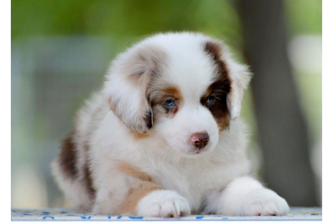 Дилан малыш