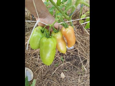 Томат Суперрог Павла (Super Corro di Paolo), Италия