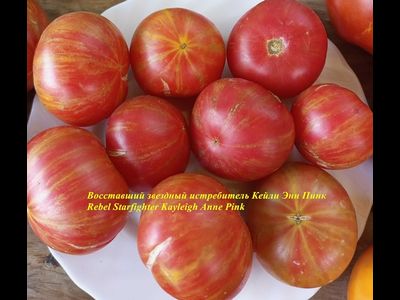 Томат Восставший Звездный Истребитель Кэйли Энн Пинк (Rebel Starfighter Kayleigh Anne Pink)