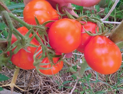 Томат Лампа Алладина