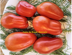 Томат Сердце быка (Coeur de Boeuf), Франция