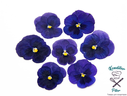 Виола обезвоженная Polar Star - Полярная звезда (плоская), 5 шт