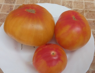 русалка томат биколор. томат mermaid биколор. томат orange queen. русалка томат описание. томат русалка.