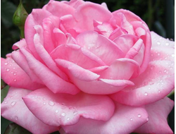 Элиза, Ч/Г, Tim Hermann Kordes