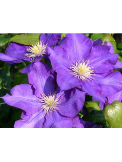 Клематис Lady Betty Balfour (Леди Бетти Балфор), контейнер р9