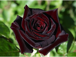 Блэк Баккара (Black Baccara)