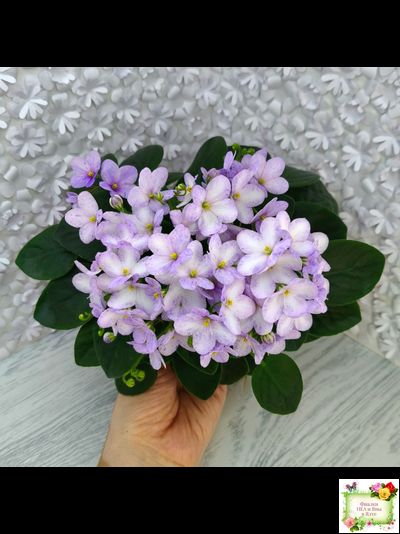 Белый Клоун (Е. и Я. Немчиновы) 2025 г. трейлер