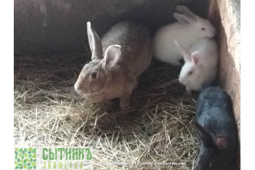 Кролики от фермера на натуральных кормах с доставкой на дом