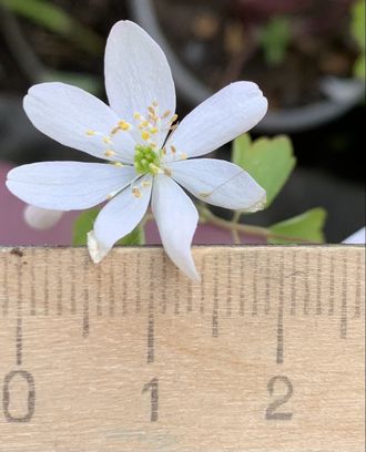 Anemonella thalictroides «Single White»