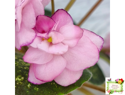 Lilian Sparkler (E.Champion) (мозаичник)