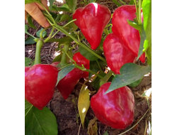 перец сладкий Леся