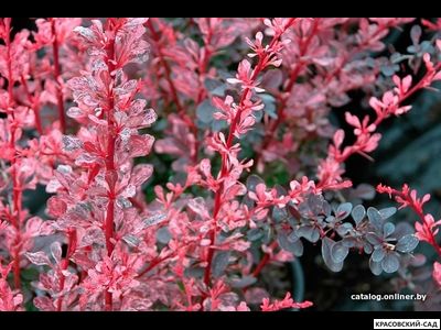 Барбарис Роуз Глоу - Rose Glow