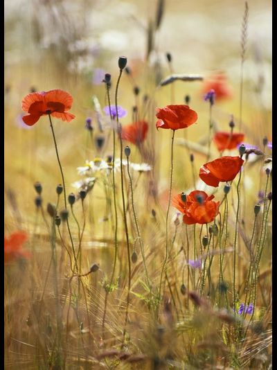 Купить греющую картину с фото маки