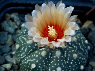 Astrophytum asterias rote blute ? - 5 семян