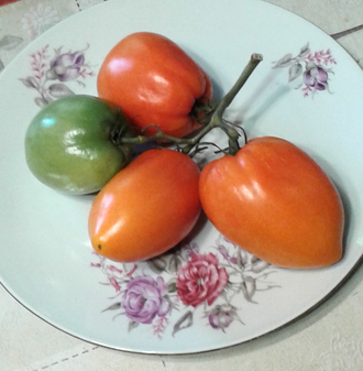 Семена томата Полтавская галушка