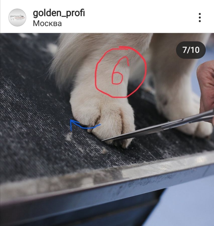 Стрижка передних лап - этап 6