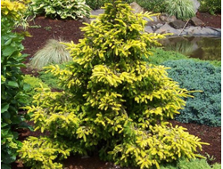 Ель восточная Aureospicata, C3