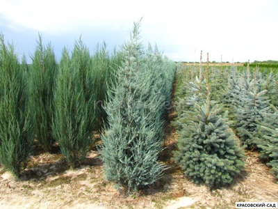 Можжевельник Блю Хэвн - Blue Heaven