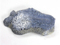 Коралл голубой Акори, Австралия (45*25*9 мм, 11 г) №37702